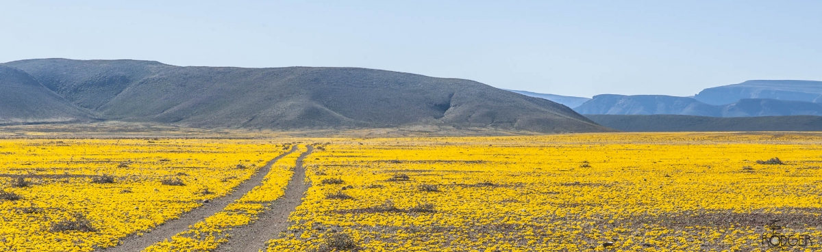Tankwa Karoo Flowers
