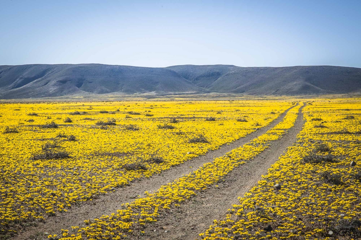 Tankwa Karoo road