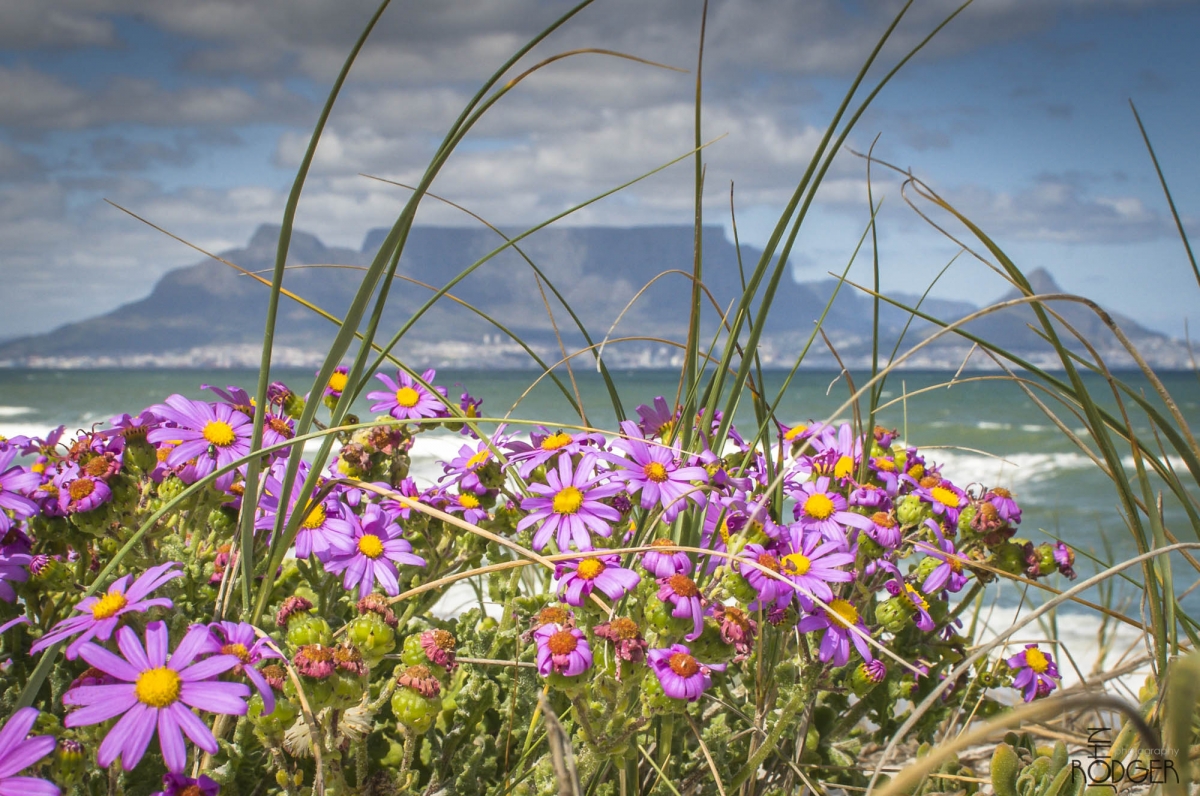 Flowers and Table Mountain