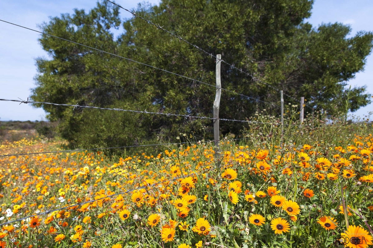 West Coast flowers and fence